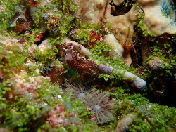 Miamira sinuata thumbnail