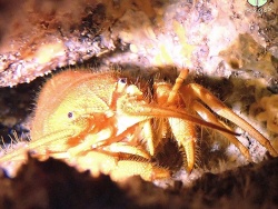 Phyllamphion gundlachi,North Atlantic Ocean, CW 2023
