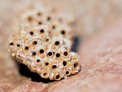 Sabellaria alveolata thumbnail