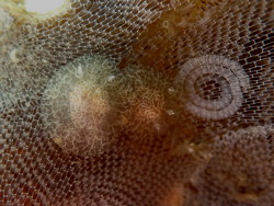 Corambe obscura thumbnail