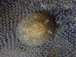 Corambe obscura thumbnail