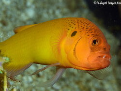 Pseudochromis moorei thumbnail