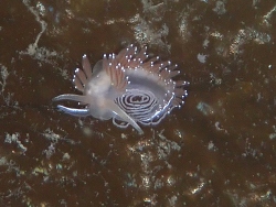 Coryphella longicaudata thumbnail