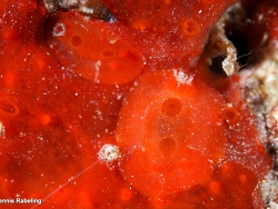 Aldisa smaragdina thumbnail