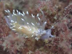 Amphorina linensis thumbnail