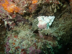 Murexsul octogonus thumbnail