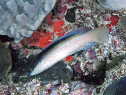 Pseudochromis punctatus thumbnail