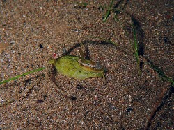 Macroschisma cuspidatum thumbnail