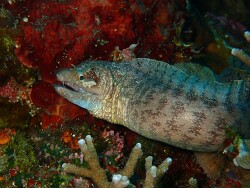 Gymnothorax zonipectis thumbnail