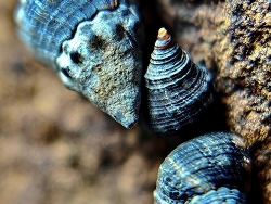 Echinolittorina malaccana thumbnail