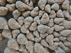Echinolittorina malaccana thumbnail