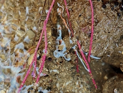 Pseudopterogorgia fredericki thumbnail