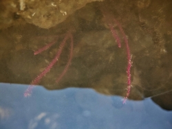 Pseudopterogorgia fredericki,Haji Ali Dargah 2026 (CC BY)