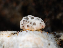 Iphimediidae sp.02 thumbnail