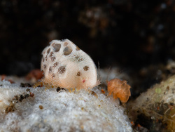Iphimediidae sp.02 thumbnail