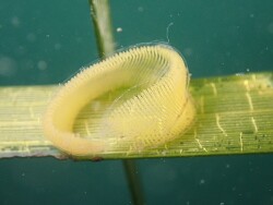 Haminoea vesicula thumbnail