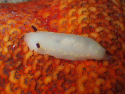 Cadlina flavomaculata thumbnail