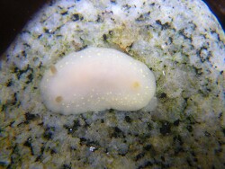 Cadlina modesta thumbnail
