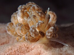 Phyllodesmium lizardense,Romblon Philippines 2018