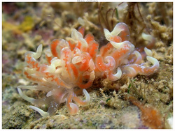 Phyllodesmium poindimiei thumbnail