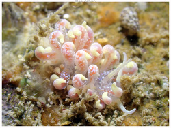 Phyllodesmium poindimiei thumbnail