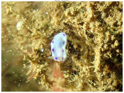 Goniobranchus collingwoodi thumbnail