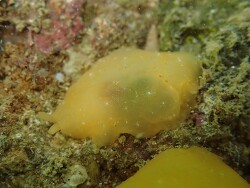 Berthellina punctata thumbnail