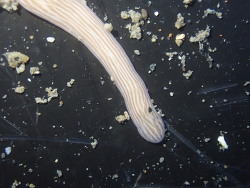 Baseodiscus delineatus thumbnail