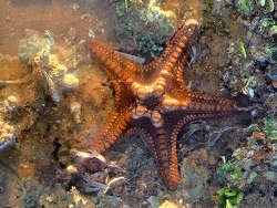 Protoreaster nodulosus,Australia 2026