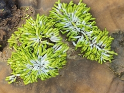 Neomeris vanbosseae thumbnail