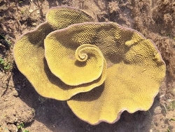 Turbinaria reniformis thumbnail
