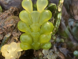 Caulerpa cactoides thumbnail