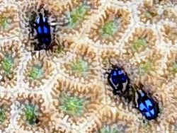 Berndtia purpurea thumbnail