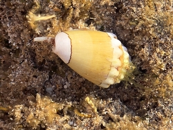 Conus dorreensis, Australia 2026