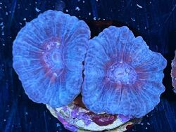 Astraeosmilia curvata thumbnail