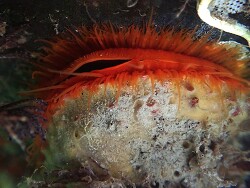 Crassadoma gigantea thumbnail