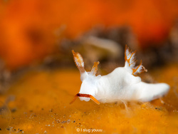 Trapania gibbera thumbnail