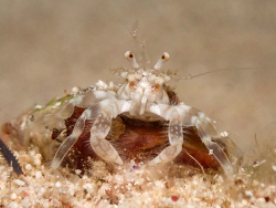 Iridopagurus reticulatus thumbnail