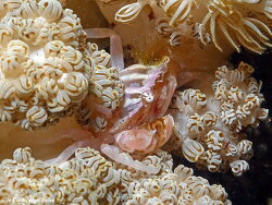 Caphyra loevis thumbnail