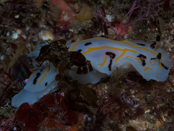 Halgerda dichromis,mzimayi wall, Hibberdene, South Africa 2026 (CC-BY-SA)