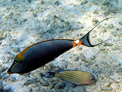 Naso elegans - Indischer Gelbklingen-Nasendoktor - Malediven - Thudufushi - Hausriff