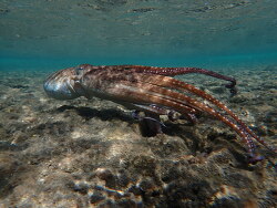 Octopus cyanea