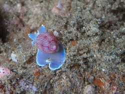 Bullina oblonga thumbnail