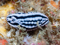 Phyllidiella zeylanica thumbnail