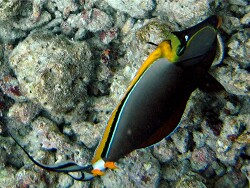 Naso elegans - Indischer Gelbklingen-Nasendoktor - Malediven - Thudufushi - Hausriff