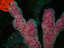 Corynactis annulata thumbnail