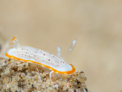 Goniobranchus pseudodecorus thumbnail