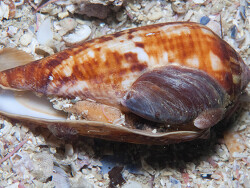 Conus mozambicus thumbnail
