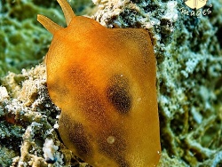 Berthellina quadridens,Pacquereau Bay, VG 2026