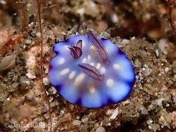 Goniobranchus hintuanensis thumbnail